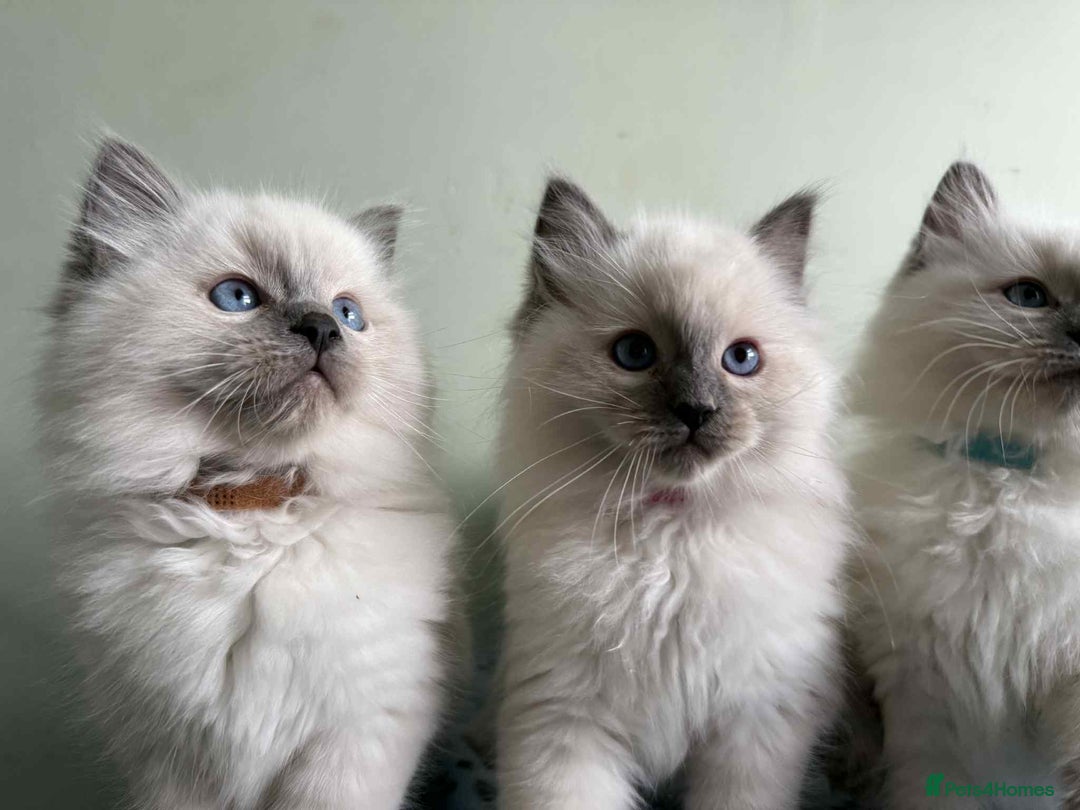 Ragdoll cats for sale: GCCF registered ragdoll kittens - Advert 7