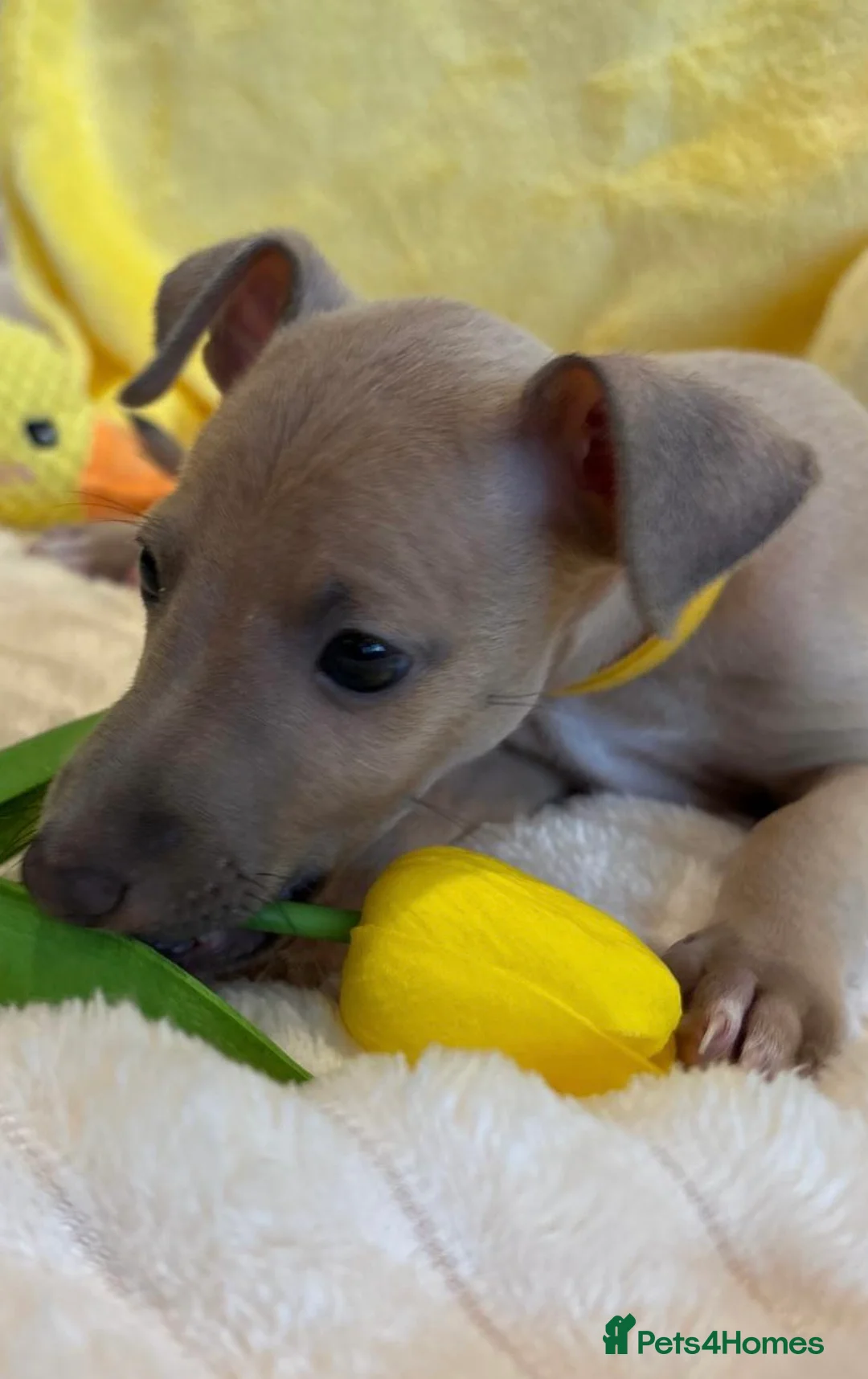 Mixed Breed dogs for sale: Gorgeous 3/4 ITALIAN GREYHOUND pups - Advert 16