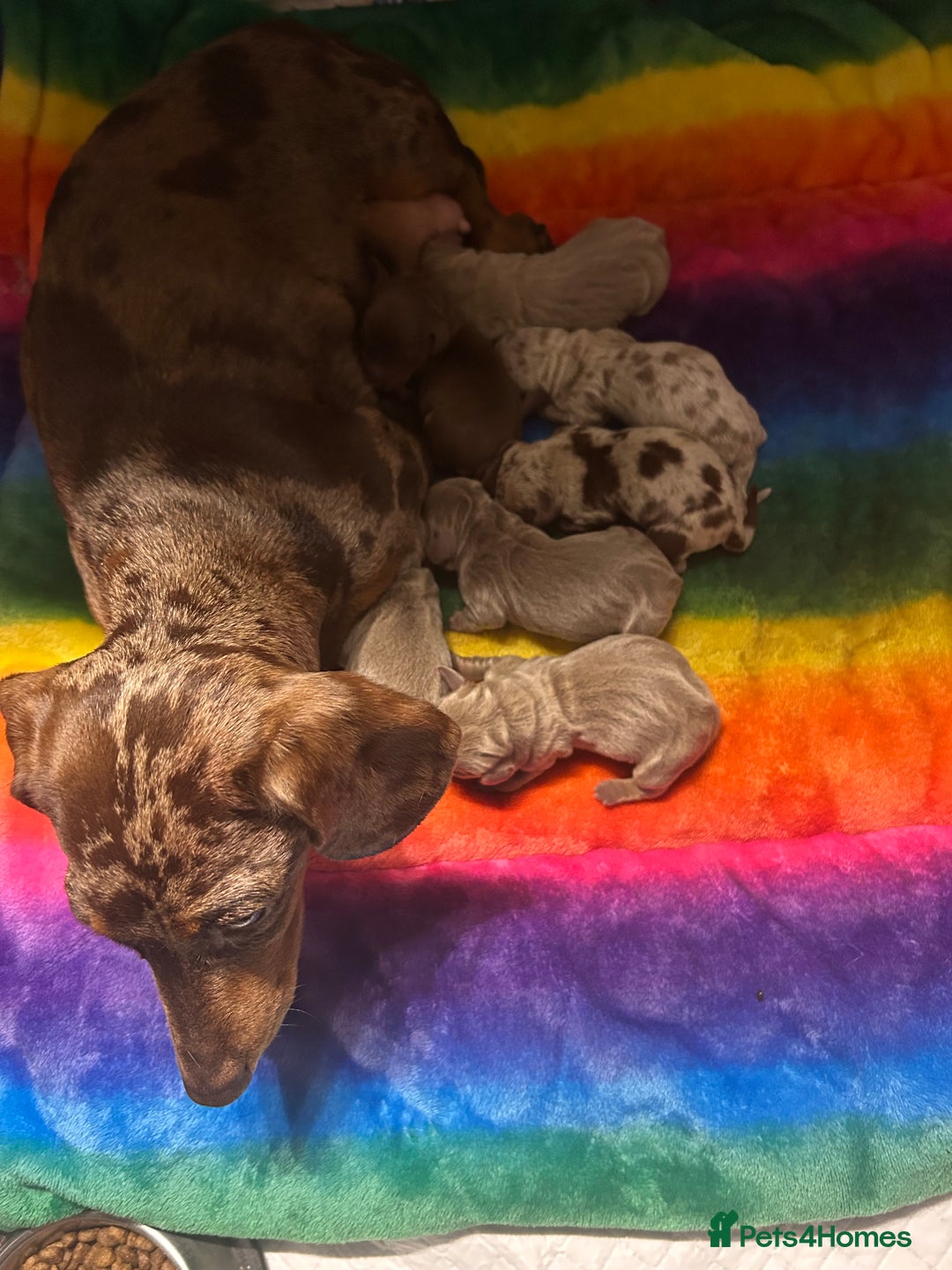 Dachshund dogs for sale: Dachshund puppies - Image 13