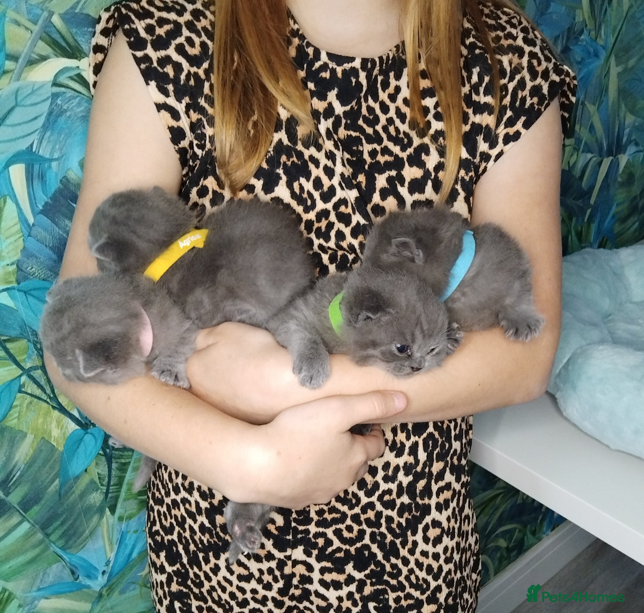 British Shorthair cats British Shorthair x Russian Blue  - Advert 1
