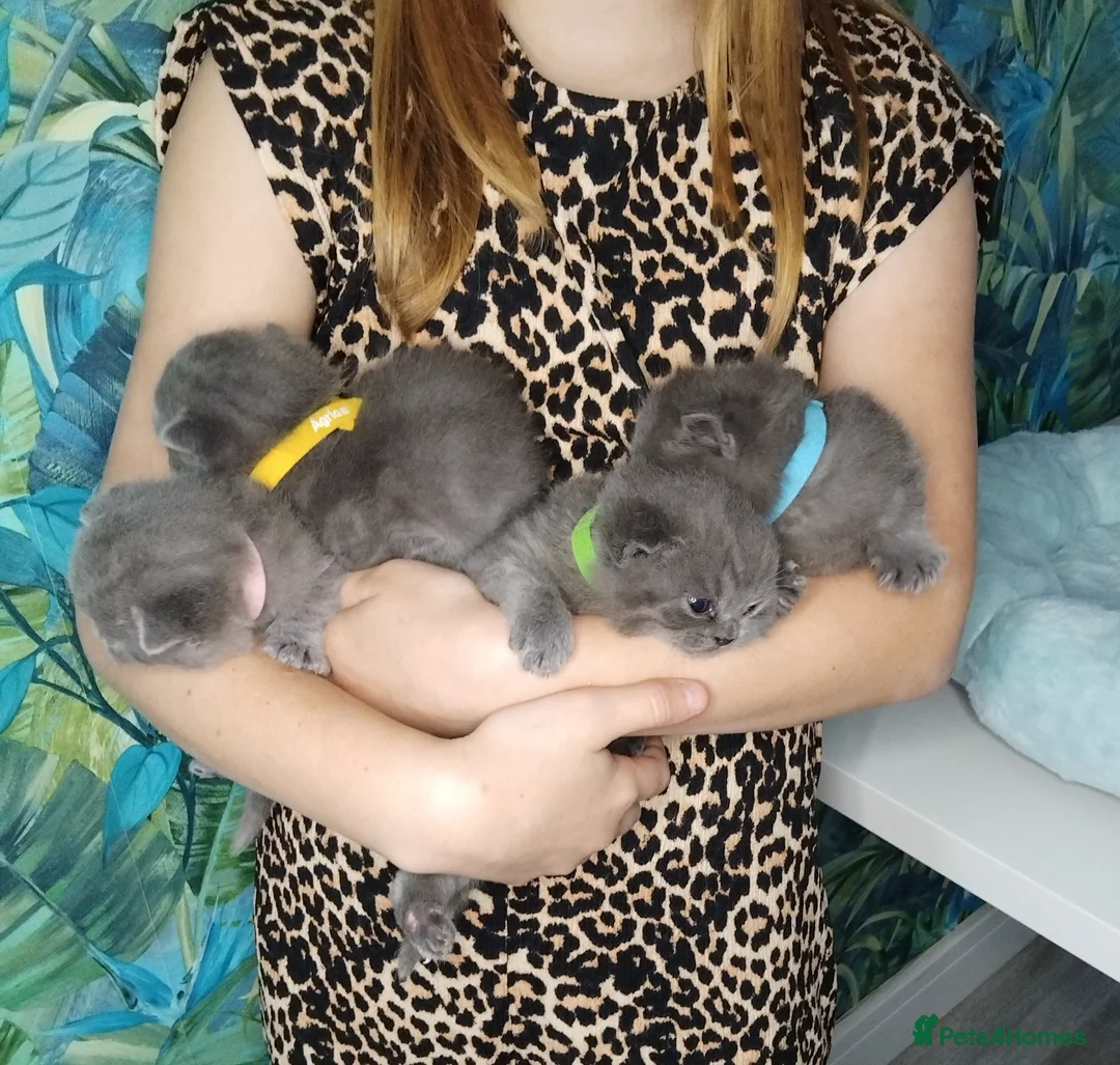 British Shorthair cats for sale: ***ALL RESERVED***BritishShorthair x Russian Blue  - Advert 1