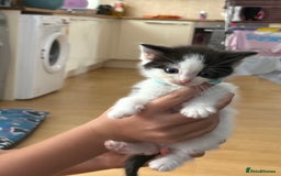 Ragdoll cats for sale: Ragdoll cross  - Image 2