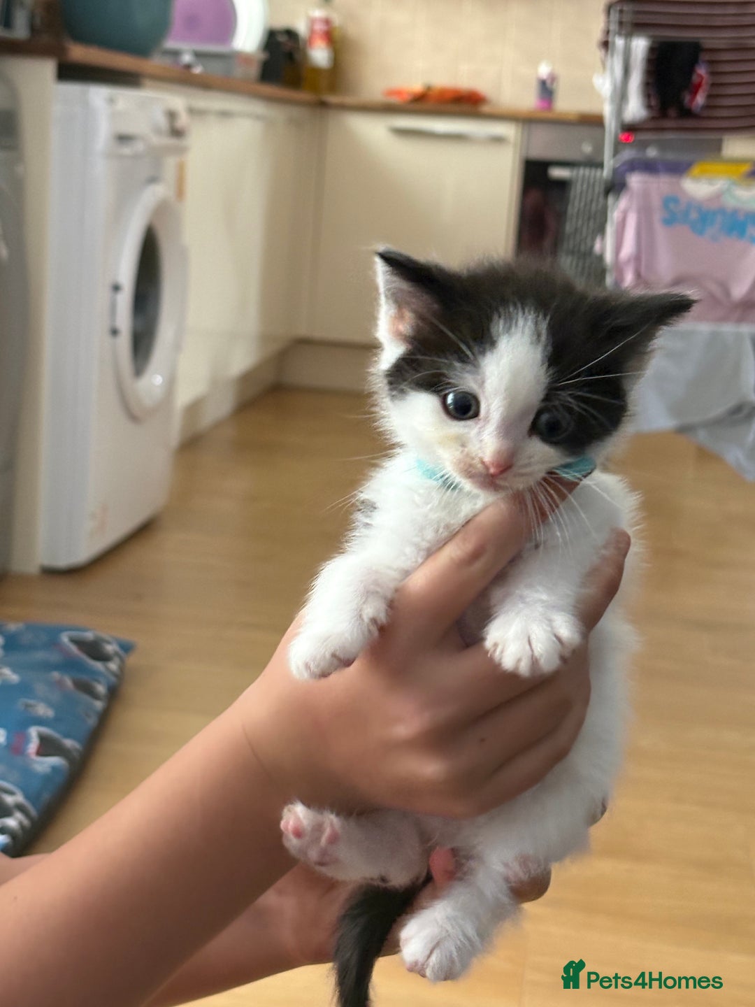 Ragdoll cats for sale: Ragdoll cross  - Image 2