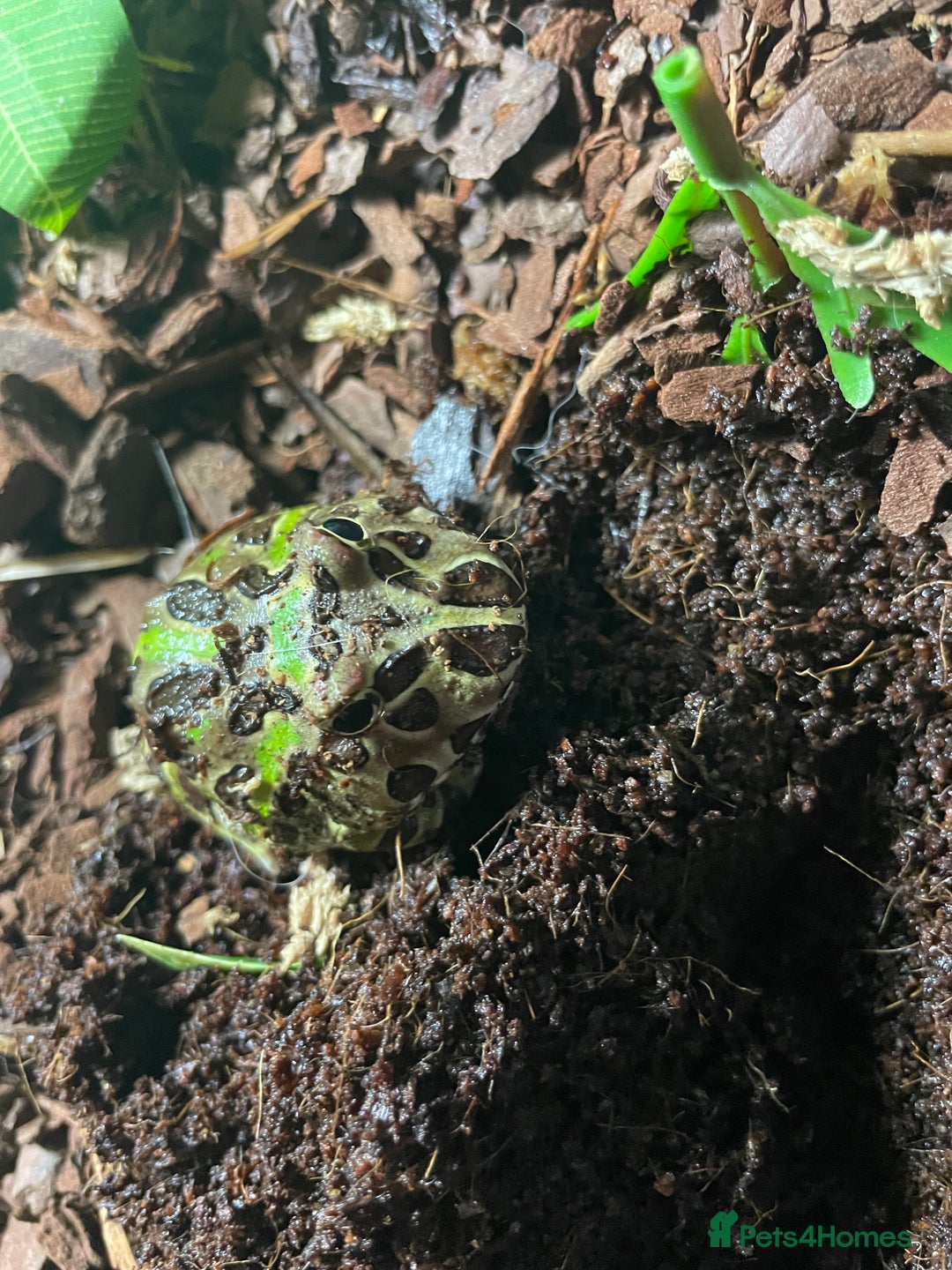 Frog reptiles for sale: Pac-Man frog with enclosure - Image 1