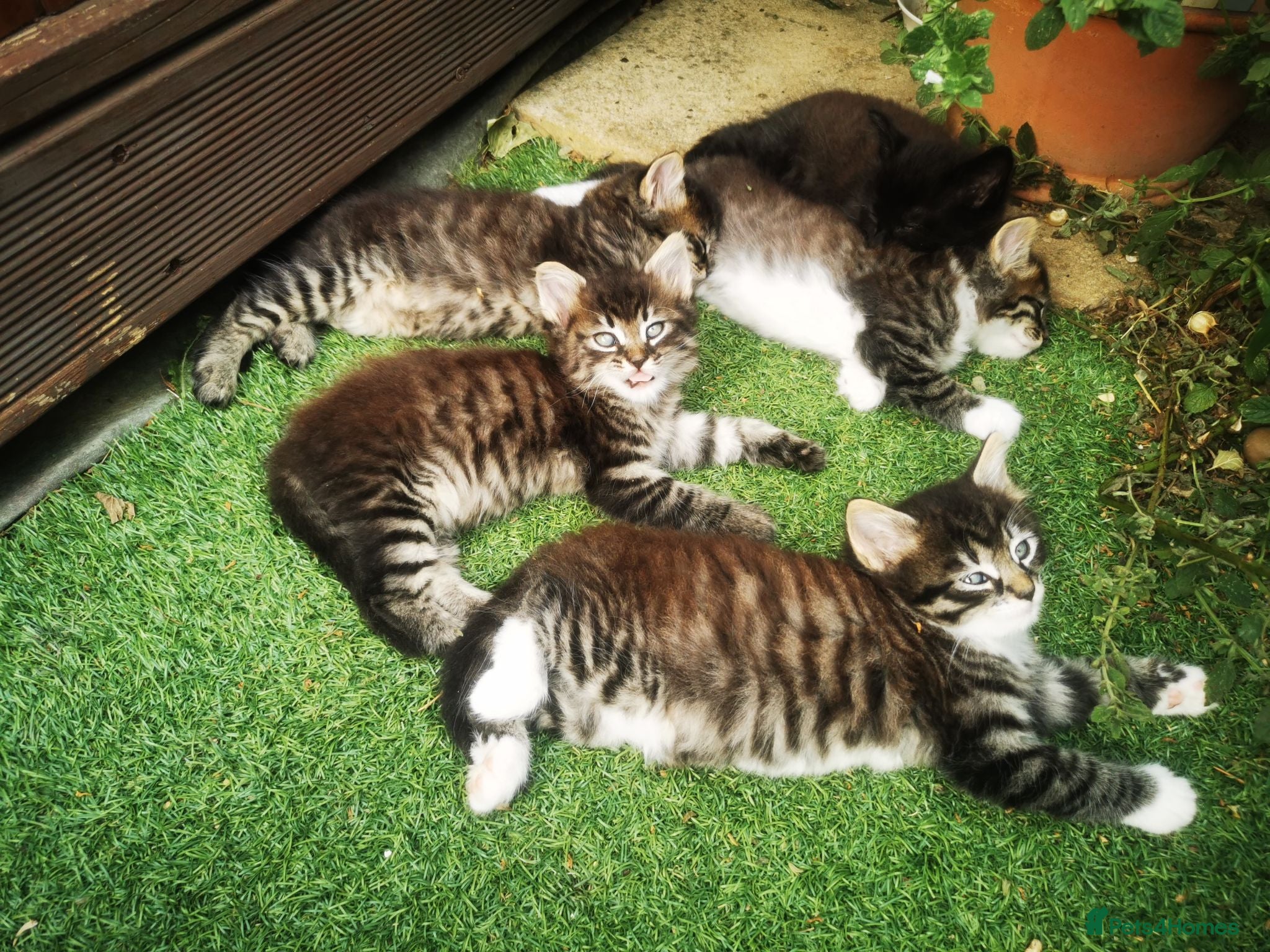 Ragdoll cats Half ragdoll kittens  - Advert 5