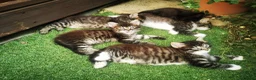 Ragdoll cats for sale: Half ragdoll kittens  in Cambridge - Advert 1
