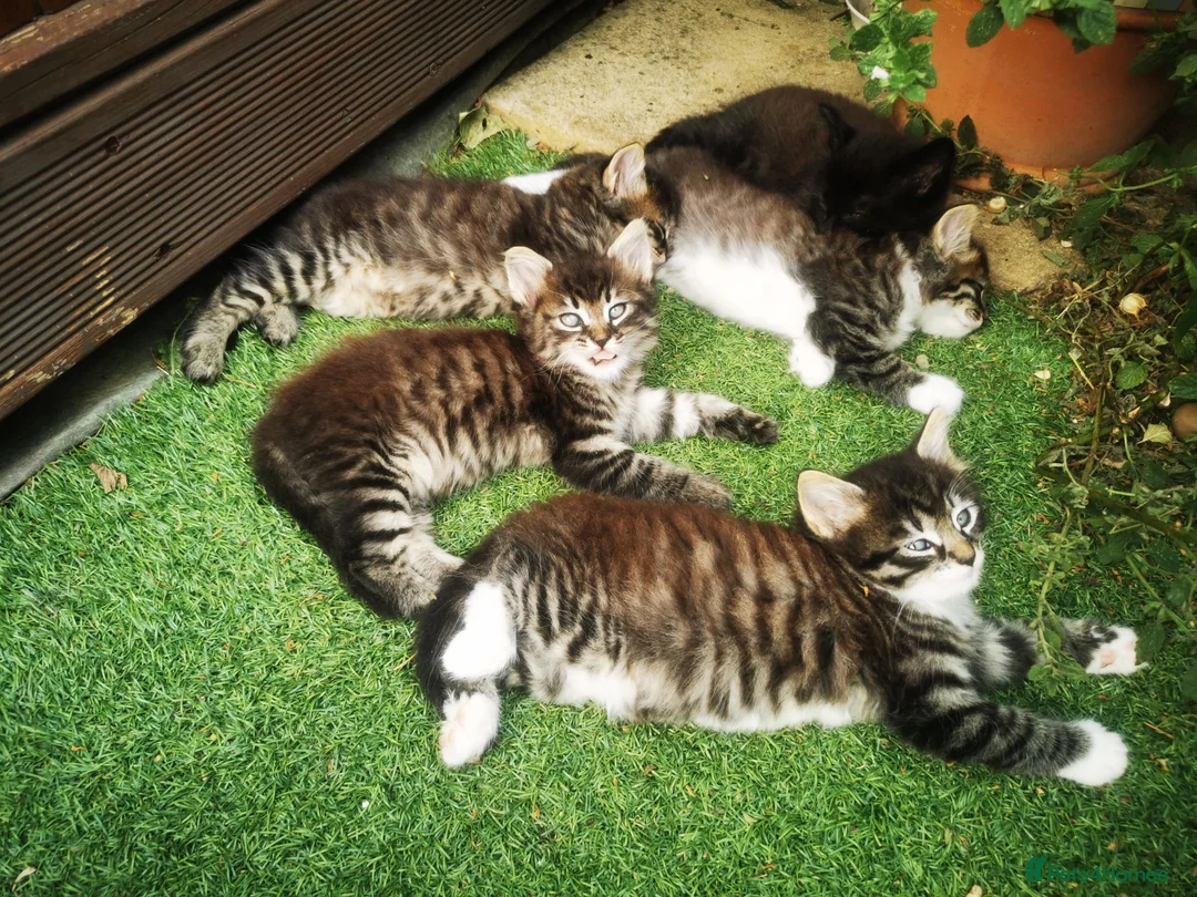 Ragdoll cats for sale: Half ragdoll kittens  in Cambridge - Advert 1