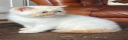 Exotic cats for sale: Last Remaining Colourpoint Exotic Boy - Advert 2
