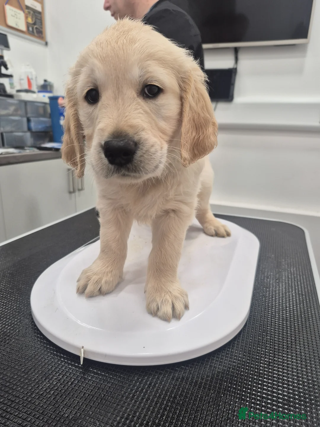 Golden Retriever dogs for sale: Our last girl is ready to go  - Advert 2