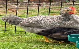 Chickens poultry for sale: Legbar mix chick rooster  - Image 2