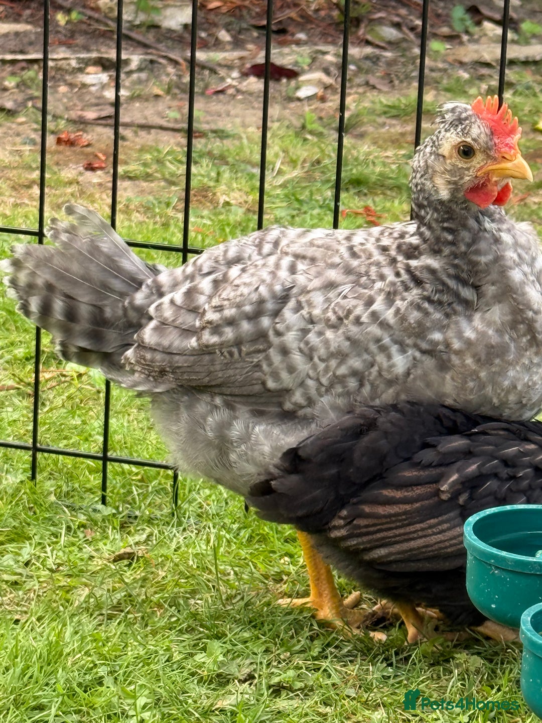 Chickens poultry for sale: Legbar mix chick rooster  - Image 2
