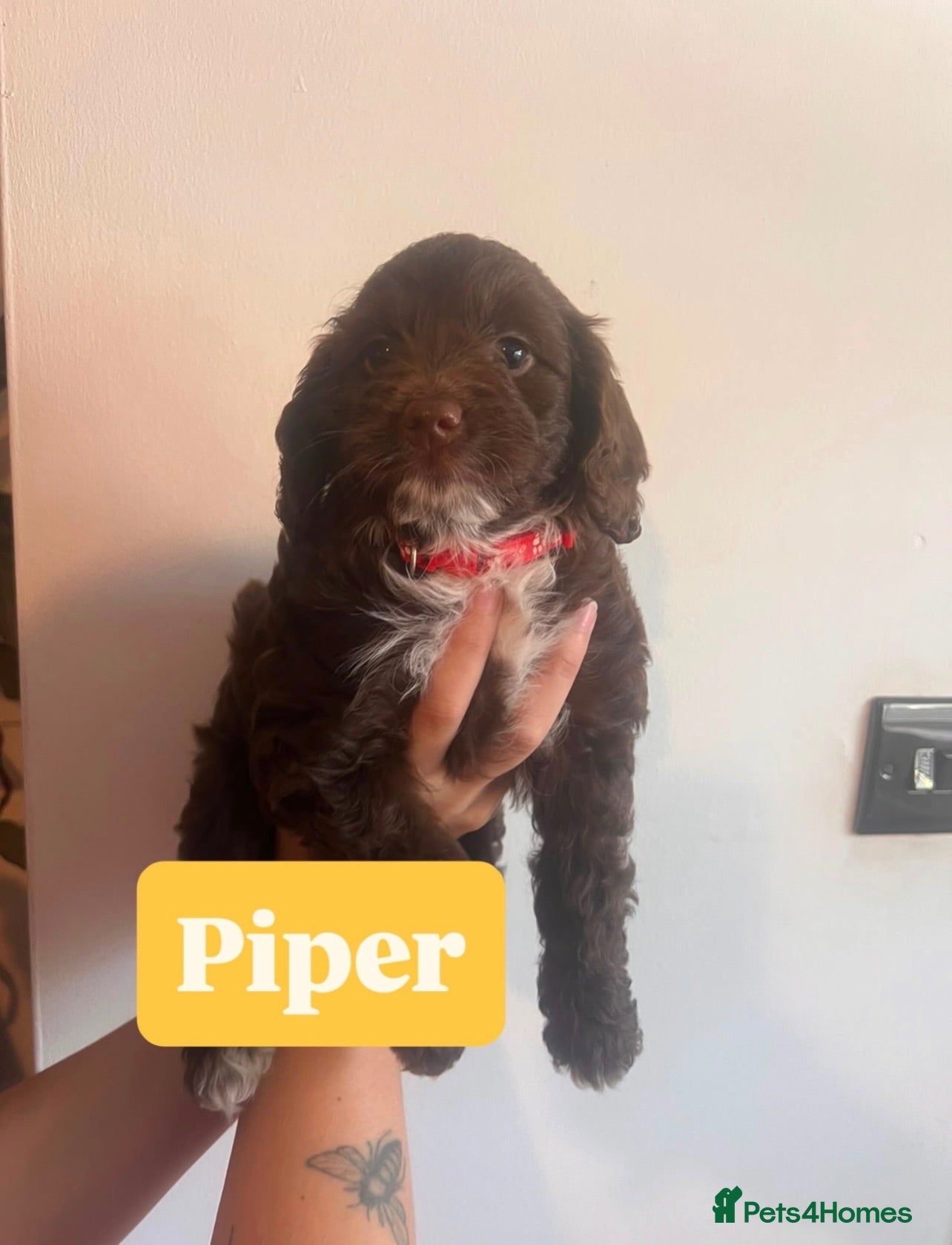 Cockapoo dogs Unexpectedly Re-Available F1B Cockapoo Girl 🧸🤎 - Advert 3