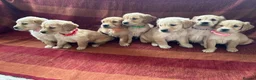 Golden Retriever dogs for sale: Kc registered golden retriever puppies  - Advert 6