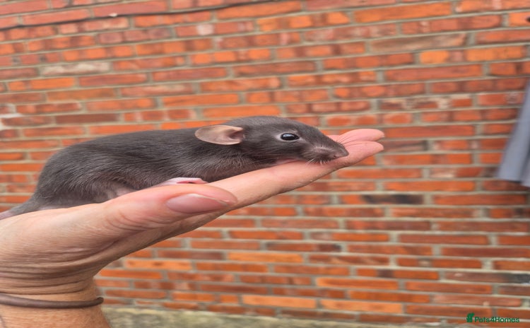 Rat rodents - Advert 4