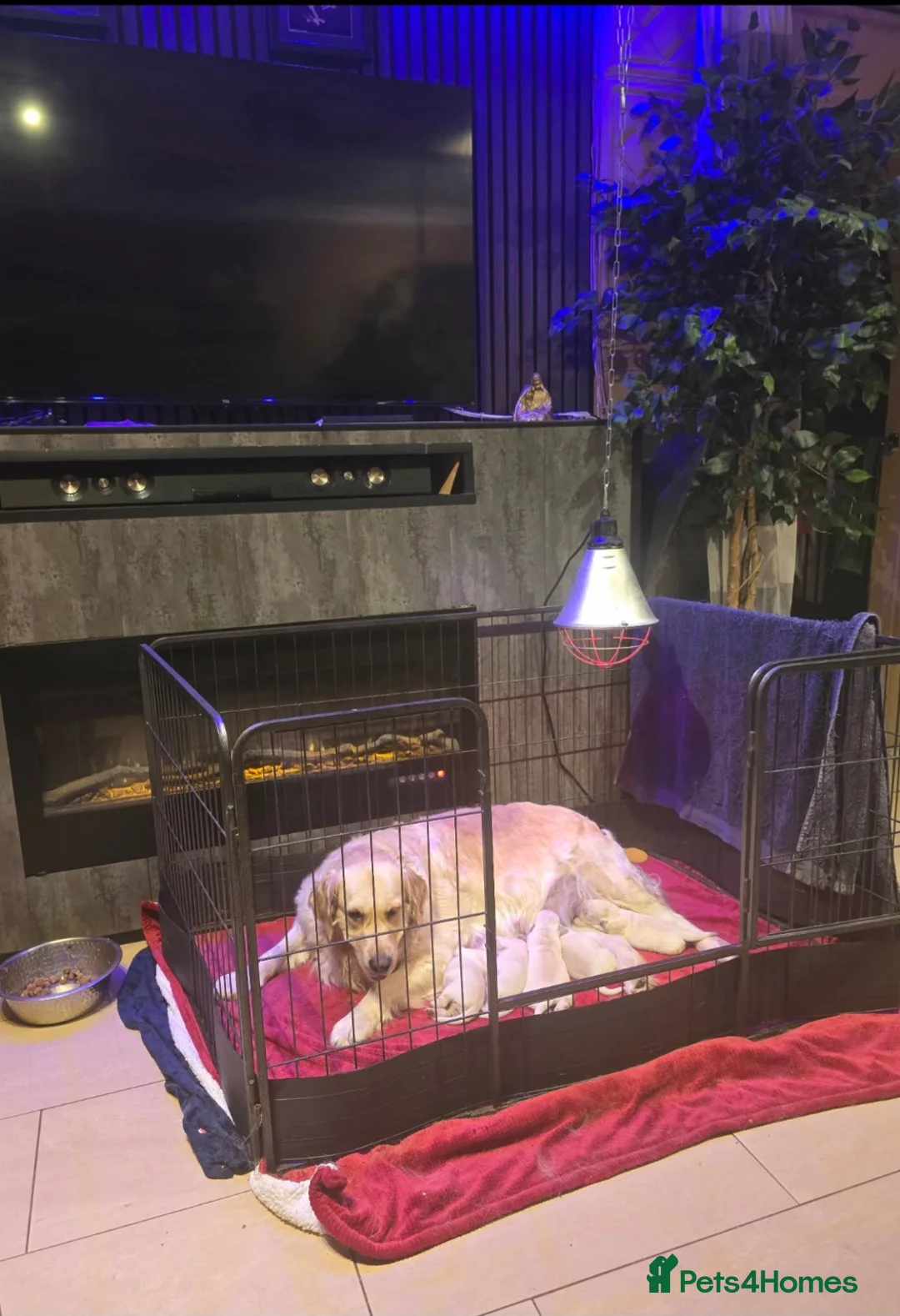 Golden Retriever dogs for sale: Beautiful Golden Retriever Puppies  - Advert 3