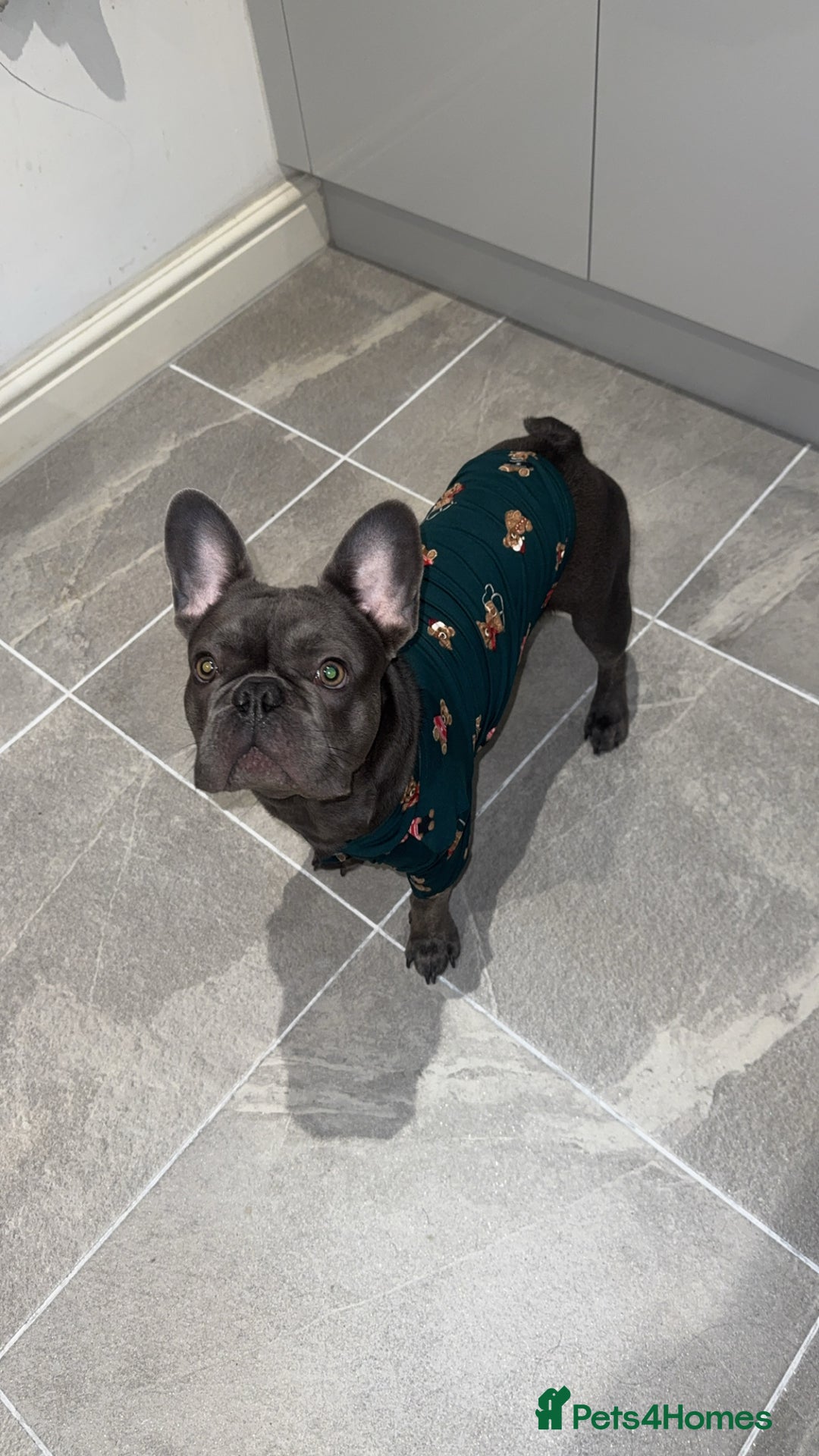 French Bulldog dogs for sale: 9 month old Frenchie looking for a new home - Advert 4