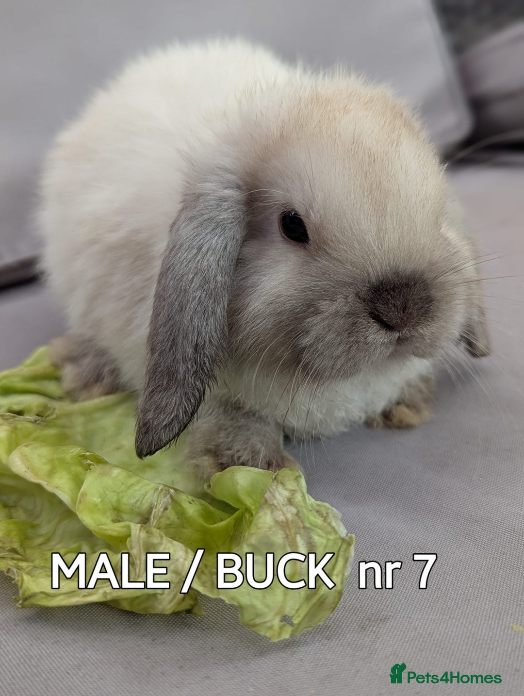 Mini Lop rabbits for sale: CUTE MINI-LOPS - Image 20