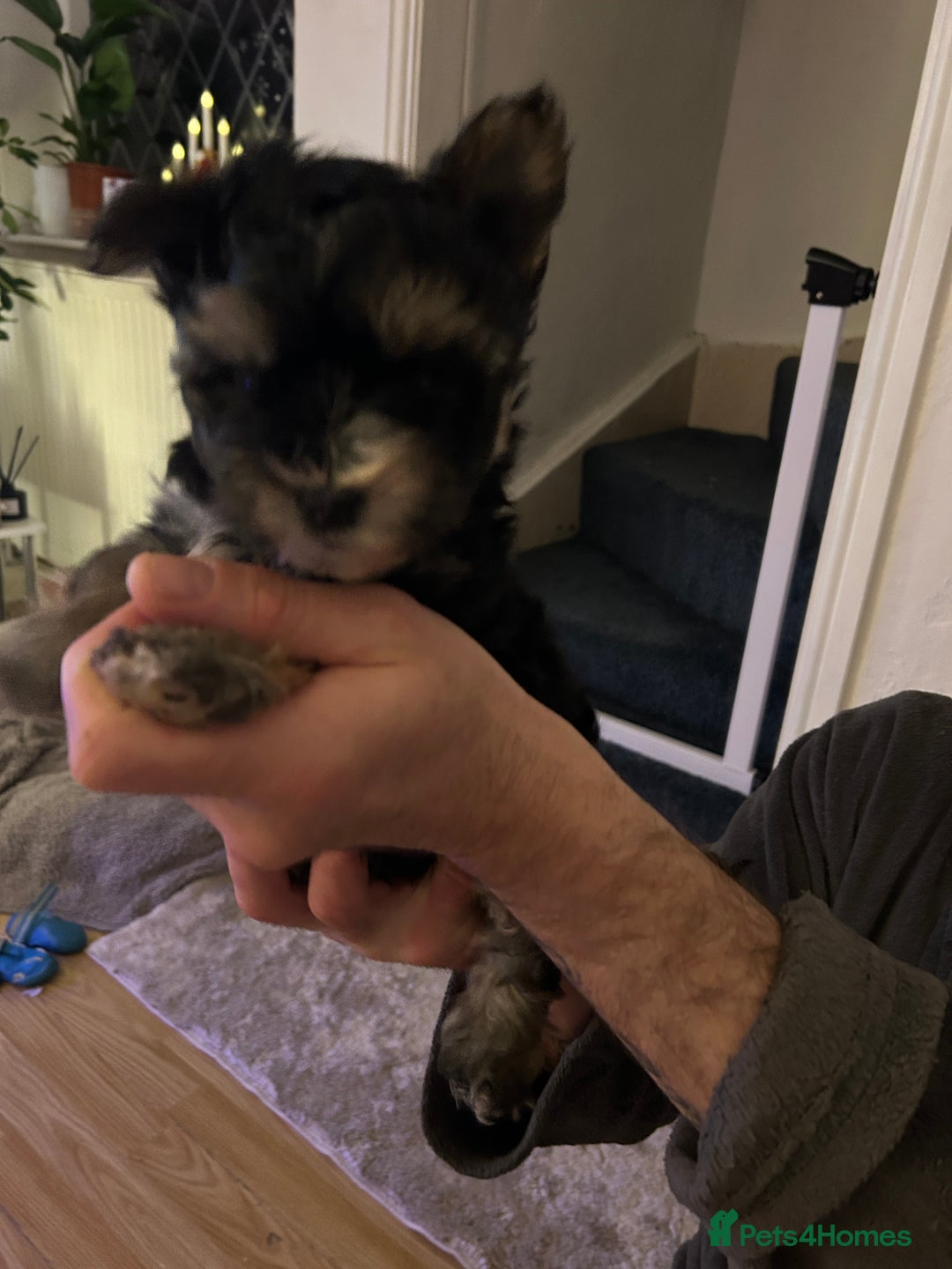 Yorkshire Terrier dogs for sale: York terrier puppy - Advert 2