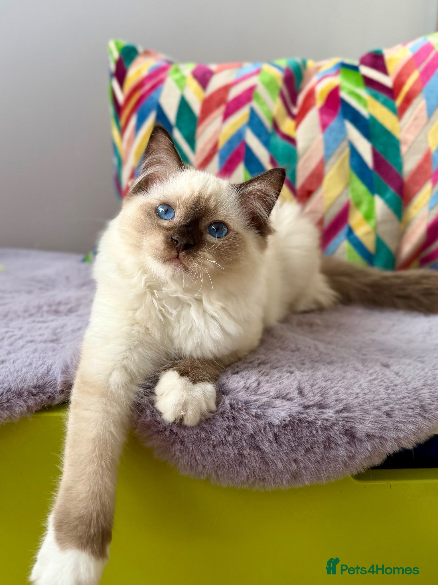 Ragdoll cats TICA registered ragdoll kittens - Advert 1