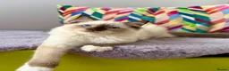 Ragdoll cats for sale: TICA registered ragdoll kittens - Advert 4