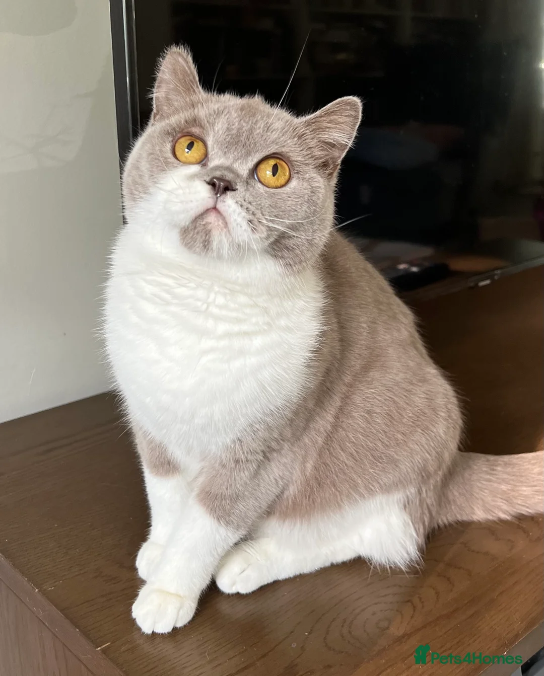 British Shorthair cats for sale: Retired show quality BSH queen  - Advert 1