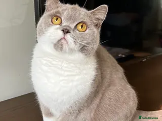 British Shorthair cats Retired show quality BSH queen - Advert 2