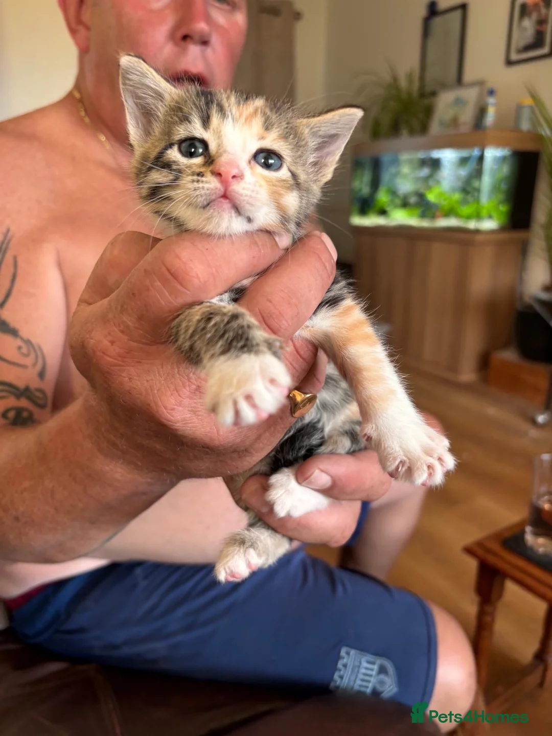 Mixed Breed cats for sale: Beautiful kittens with very unusual markings  - Advert 2