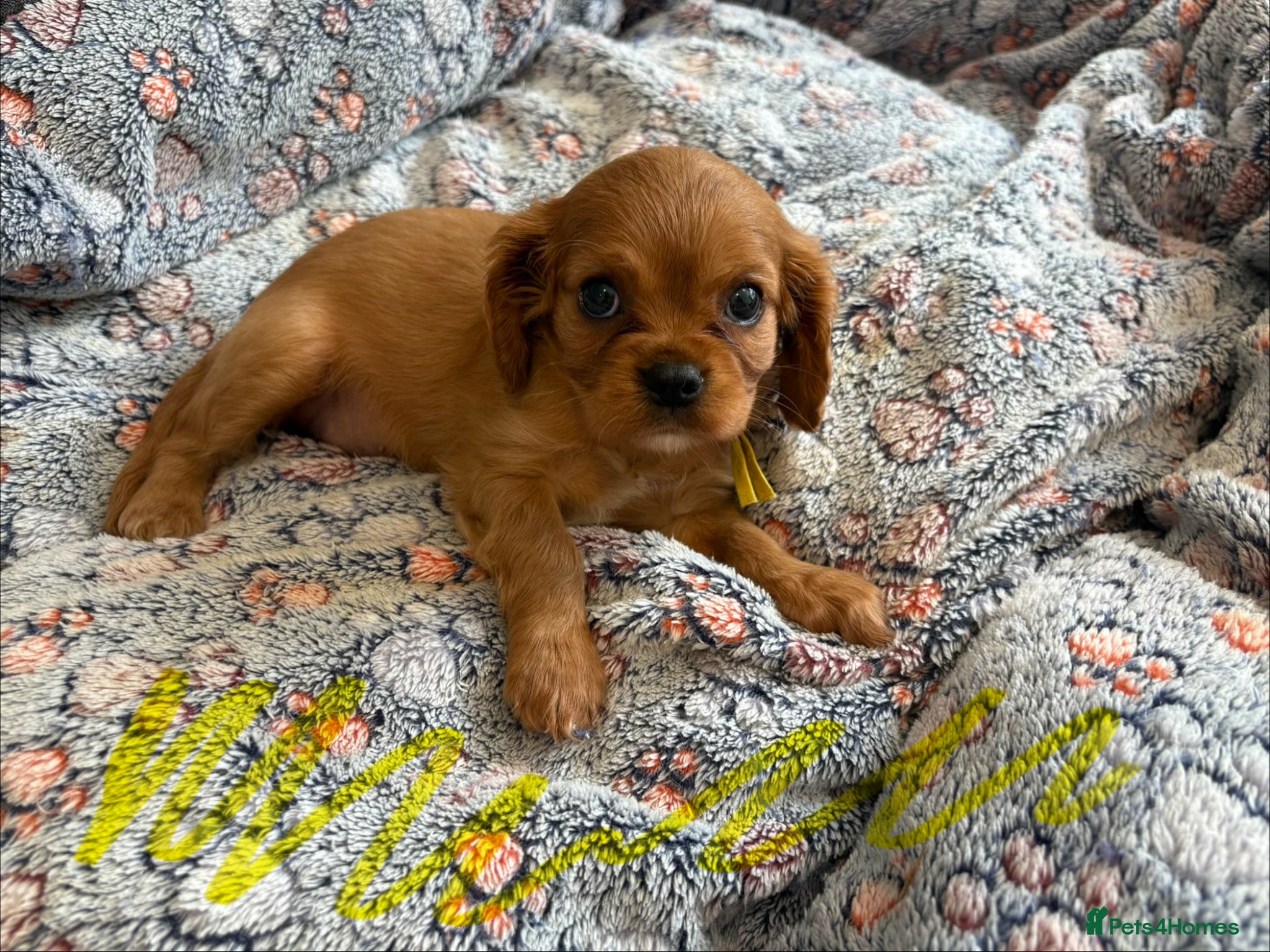 Cavalier King Charles Spaniel dogs Ruby&blenheim puppies  - Advert 1