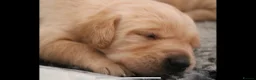 Labrador Retriever dogs for sale: Gorgeous kc registered Labrador puppies - Advert 7