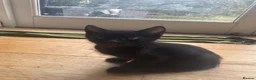 Mixed Breed cats for sale: 8 beautiful kittens available now - Advert 8