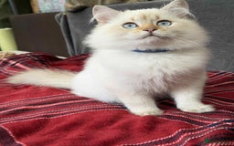 British Shorthair cats for sale: Stunning BSH golden/silver Kittens TICA - Image 22