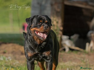 Rottweiler dogs in Langport - Advert 2