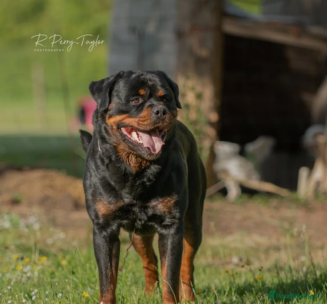 Rottweiler dogs for stud: Stunning Fully Health Tested KC Reg Rottweiler  in Langport - Advert 2