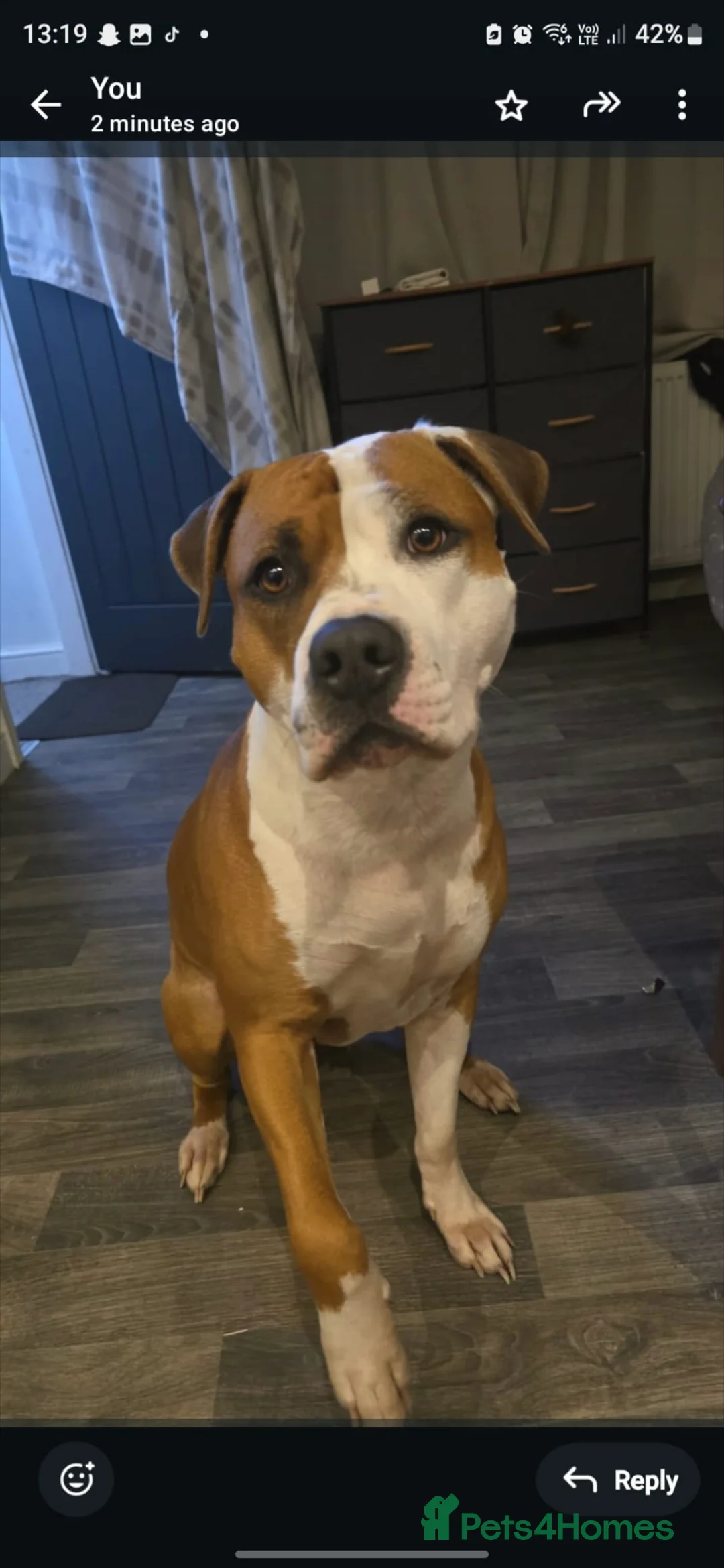 Mixed Breed dogs for sale: Beautiful mixed staffy age 3 - Advert 3