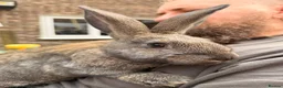 Continental Giant rabbits for sale: New Zealand White x Continental Giant Bunnies - Advert 6