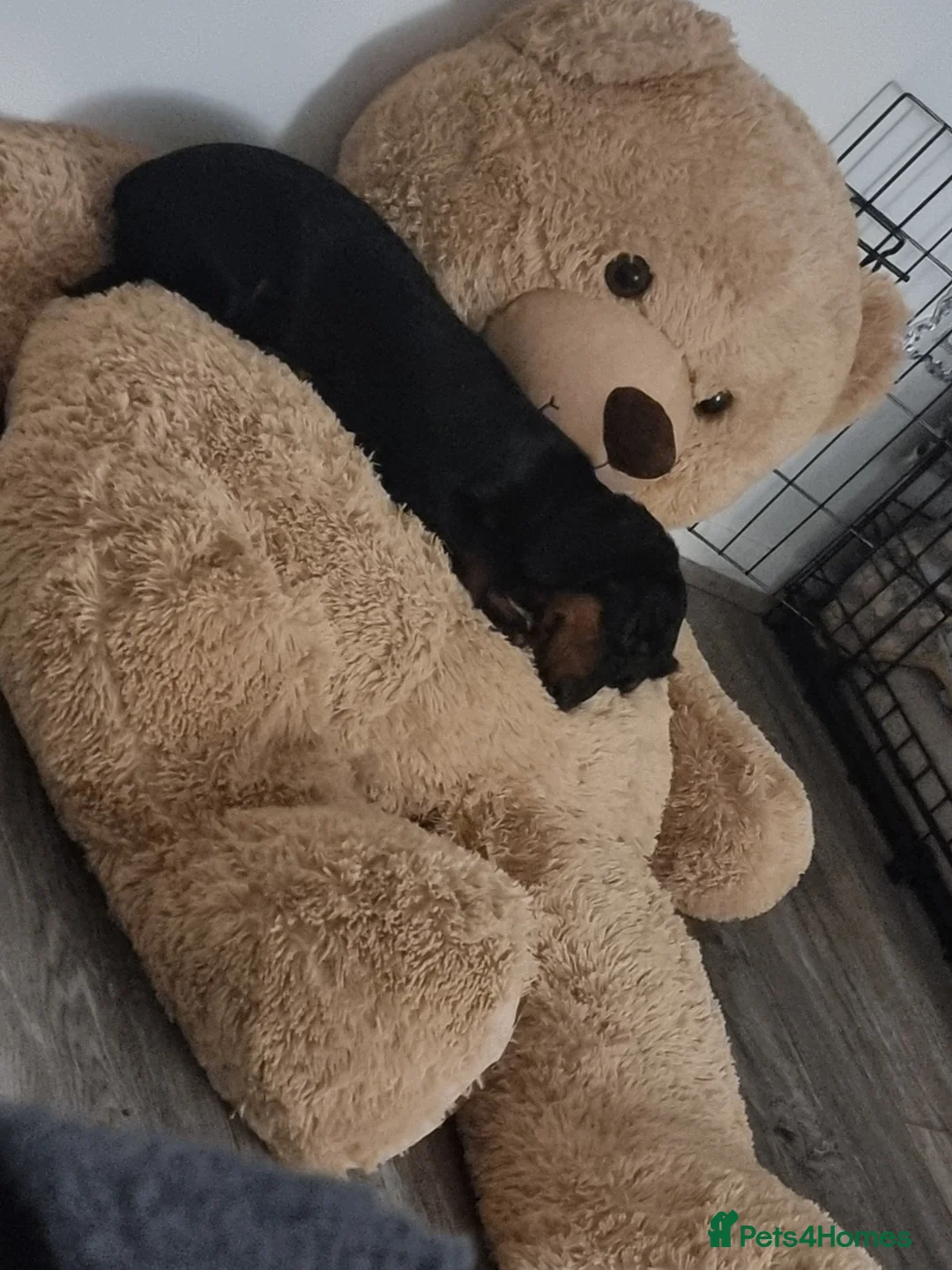 Miniature Dachshund dogs for sale: 9 months old miniature dachshund  - Advert 7