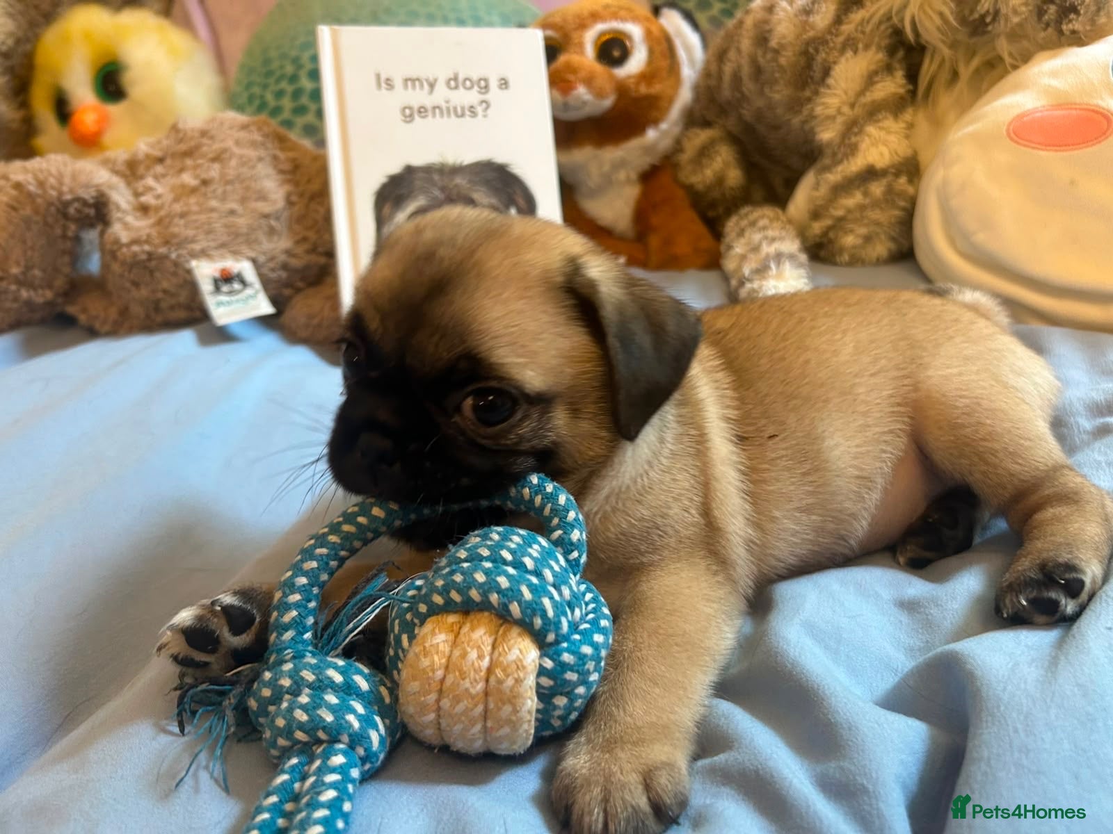 Mixed Breed dogs Pug Tzu puppies 🐶  - Advert 17