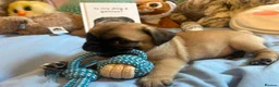 Mixed Breed dogs for sale: Pug Tzu puppies 🐶  in London - Advert 5