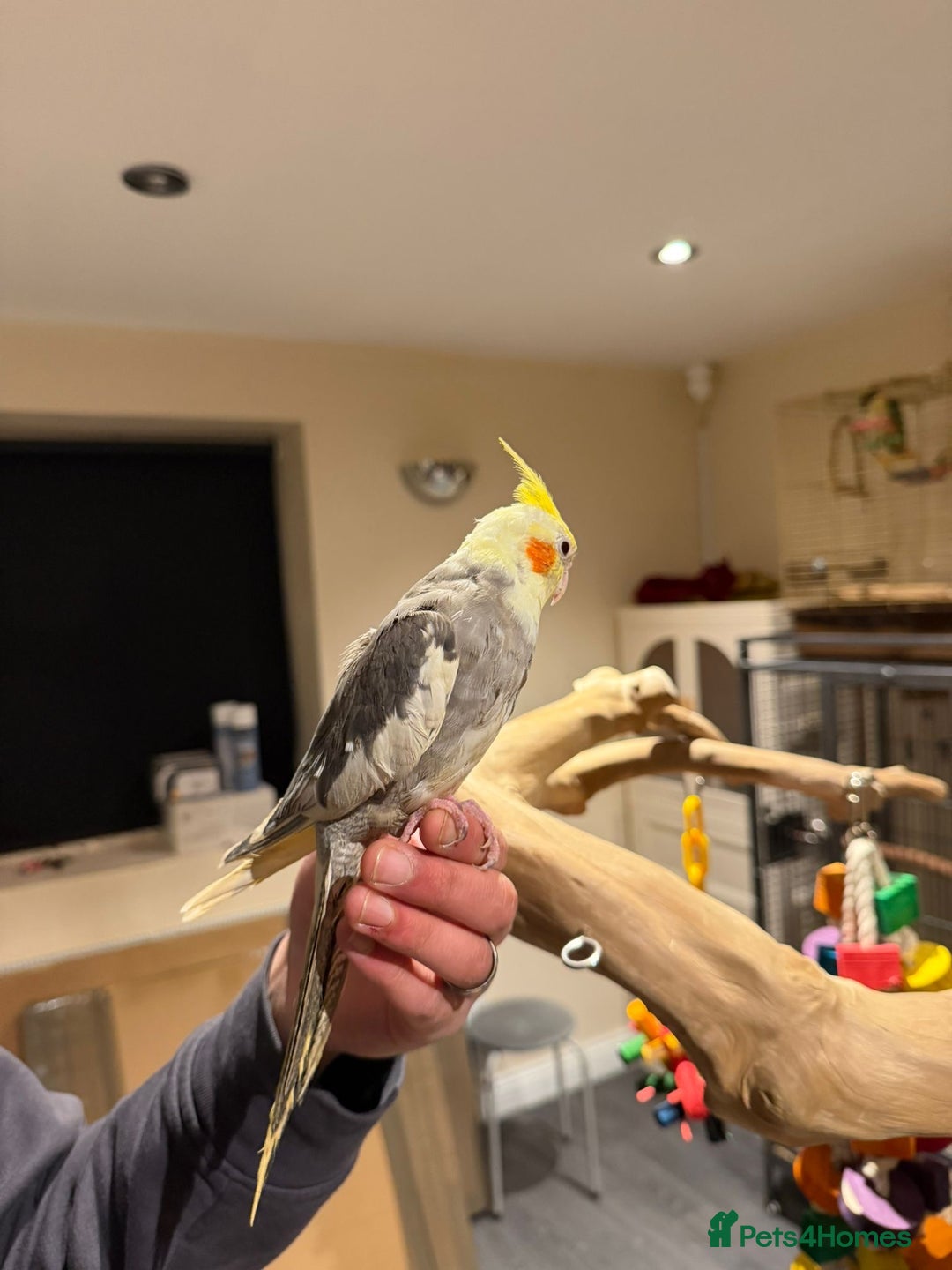 Budgerigars birds for sale: Beautiful Cockatiels for Sale- Tame and not Tame!  - Advert 3
