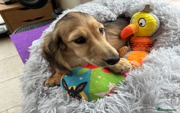Miniature Dachshund dogs for sale: ***KC MINIATURE LONG HAIRED DACHSHUND *** - Image 4