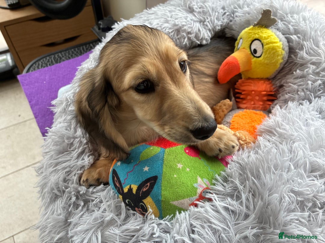 Miniature Dachshund dogs for sale: ***KC MINIATURE LONG HAIRED DACHSHUND *** - Image 4