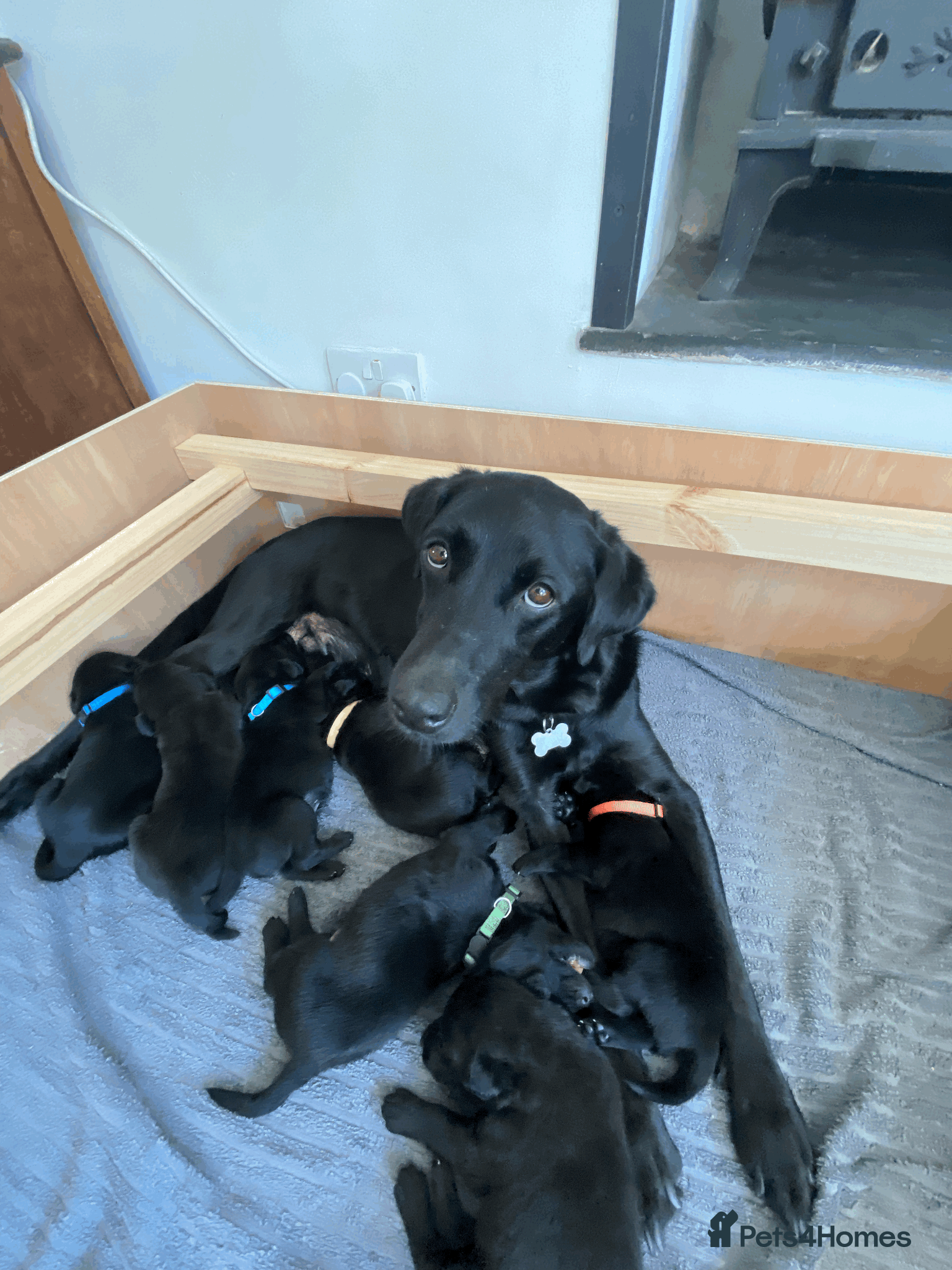 Labrador Retriever dogs Beautiful Black Labradors (option for training) - Advert 16