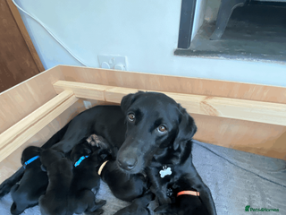 Labrador Retriever dogs Beautiful Black Labradors (option for training) - Advert 3
