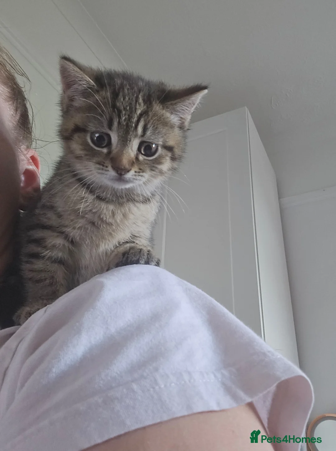 British Shorthair cats for sale: Millie tabby British shorthair  - Advert 6