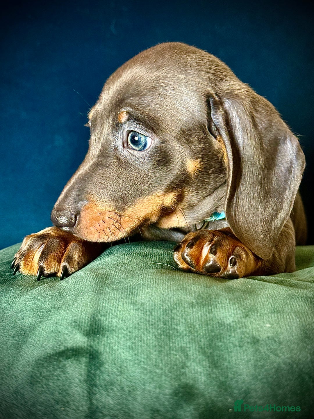 Miniature Dachshund dogs for sale: KC registered miniature Dachshund puppies  - Advert 6