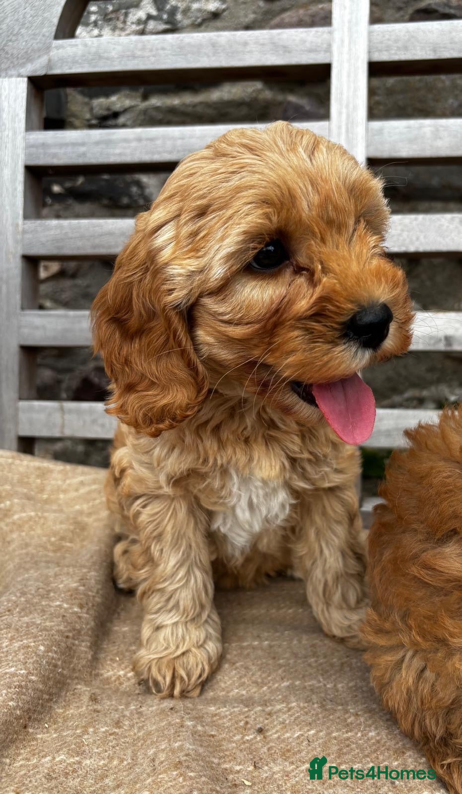 Cavapoochon dogs 🩷🩷Gorgeous Cavapoochon girl🩷🩷 - Advert 1