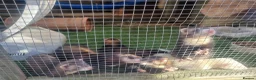 Ferret rodents for sale: Kits for sale in Arundel - Advert 3