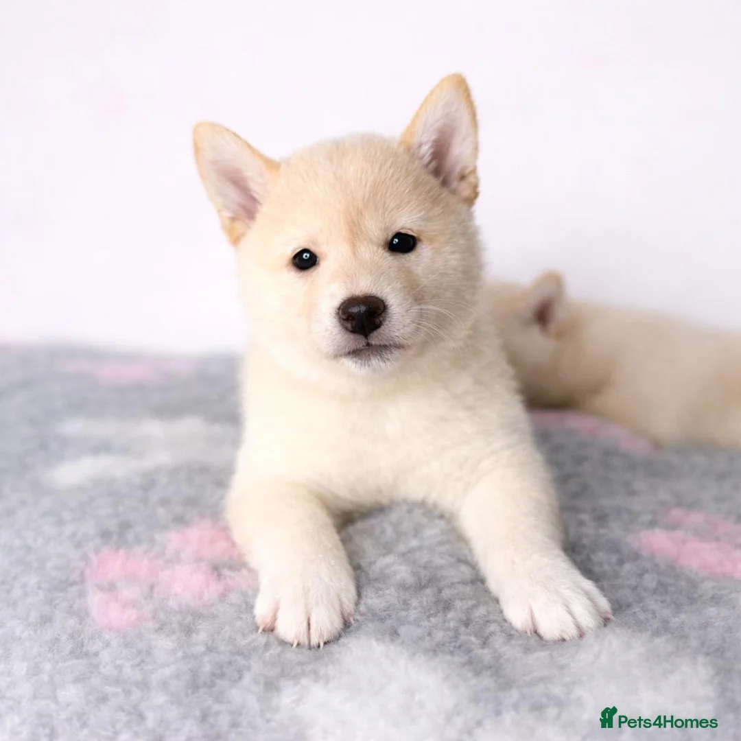 Japanese Shiba Inu dogs for sale: Japanese Shiba Inu Puppies Looking for Family Home - Advert 4