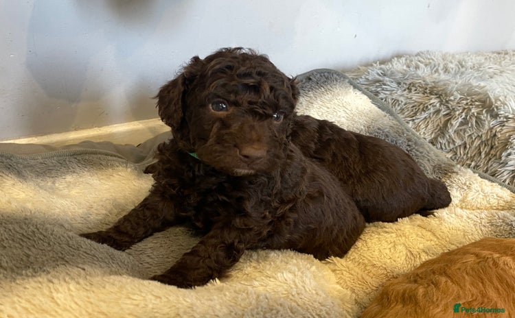 Cockapoo dogs - Advert 11