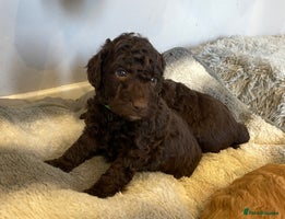 Cockapoo dogs - Advert 5